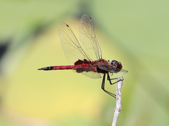 Tramea loewii