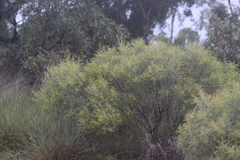 Acacia leptostachya