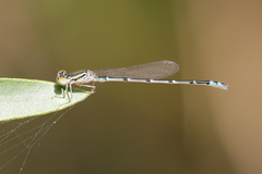 Austroagrion exclamationis