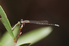 Austroagrion exclamationis