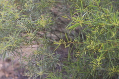 Acacia leptostachya