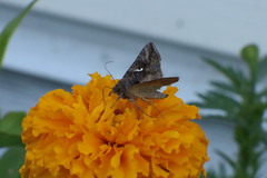 Anagrapha falcifera