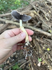 Stropharia