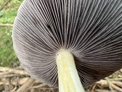 Stropharia