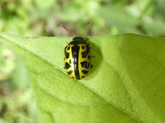Calligrapha fulvipes