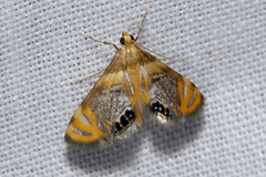 Nymphicula
