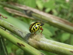 Calligrapha fulvipes