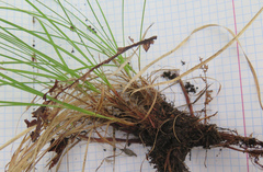 Carex vanheurckii