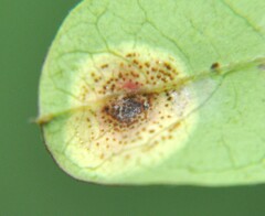 Alternaria