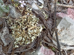 Cladonia foliacea