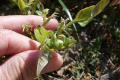 Solanum physalifolium
