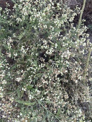Parthenium confertum