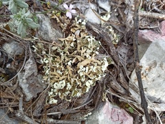Cladonia foliacea