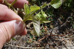 Solanum physalifolium