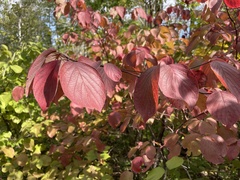 Cornus rugosa
