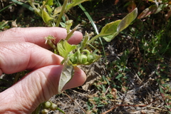 Solanum physalifolium