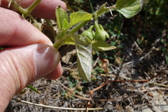 Solanum physalifolium
