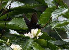 Papilio ascalaphus