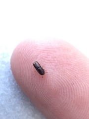 Ips grandicollis