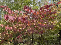 Cornus rugosa