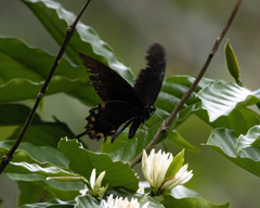 Papilio ascalaphus