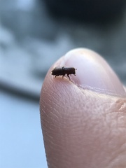 Ips grandicollis