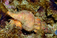 Fasciolariidae