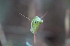 Pterostylis brumalis