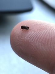 Ips grandicollis