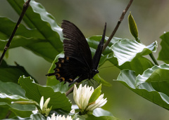 Papilio ascalaphus