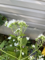 Ageratina altissima