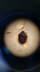 Stagonomus bipunctatus