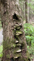 Rigidoporus