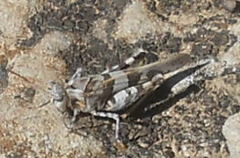 Oedipoda miniata