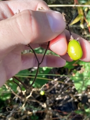 Solanum carolinense
