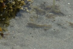 Oligocottus maculosus