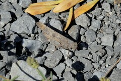 Dissosteira carolina