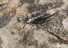 Oedipoda miniata
