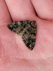 Hydriomena