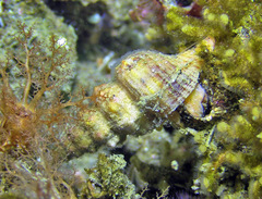 Fasciolariidae