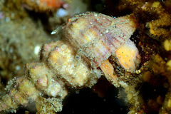Fasciolariidae