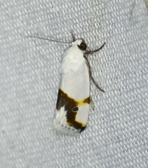 Ponometia dorneri