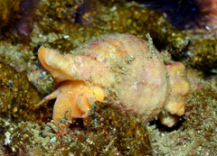 Fasciolariidae