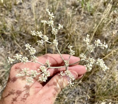 Eriogonum annuum