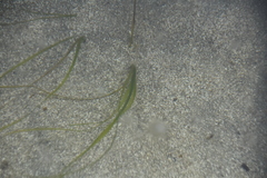 Zostera marina