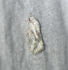 Aleptina junctimacula