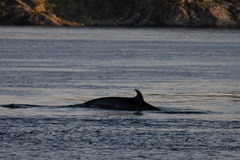 Balaenoptera acutorostrata