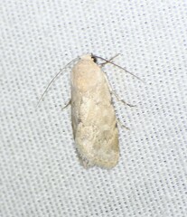 Leucocnemis perfundis