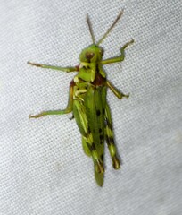 Bootettix argentatus