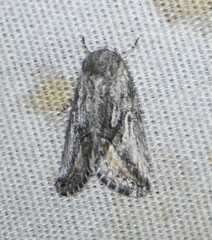Aleptina junctimacula